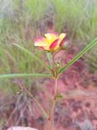 Image of Cheirolaena linearis Benth.