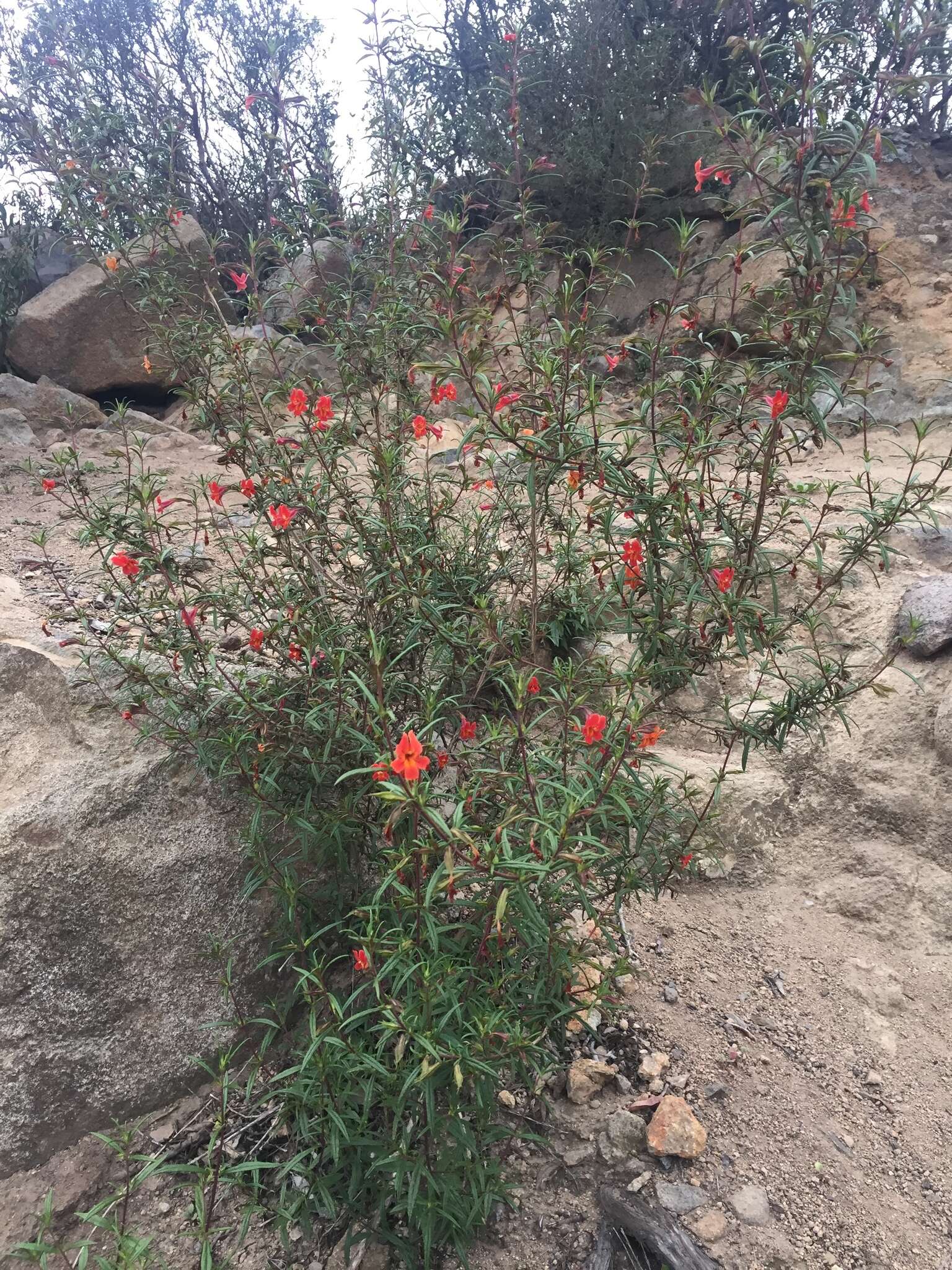 Image of red bush monkeyflower