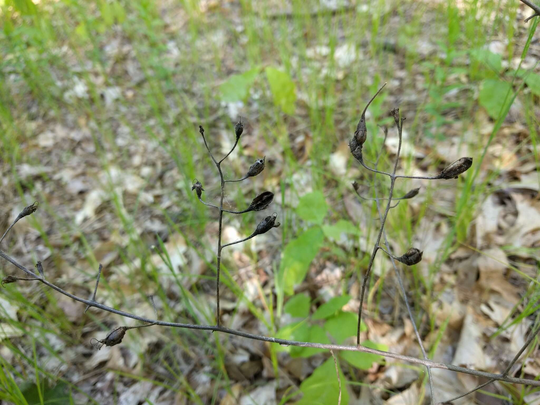 Aureolaria pedicularia (L.) Raf. ex Pennell resmi