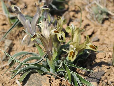 Imagem de Iris almaatensis Pavlov