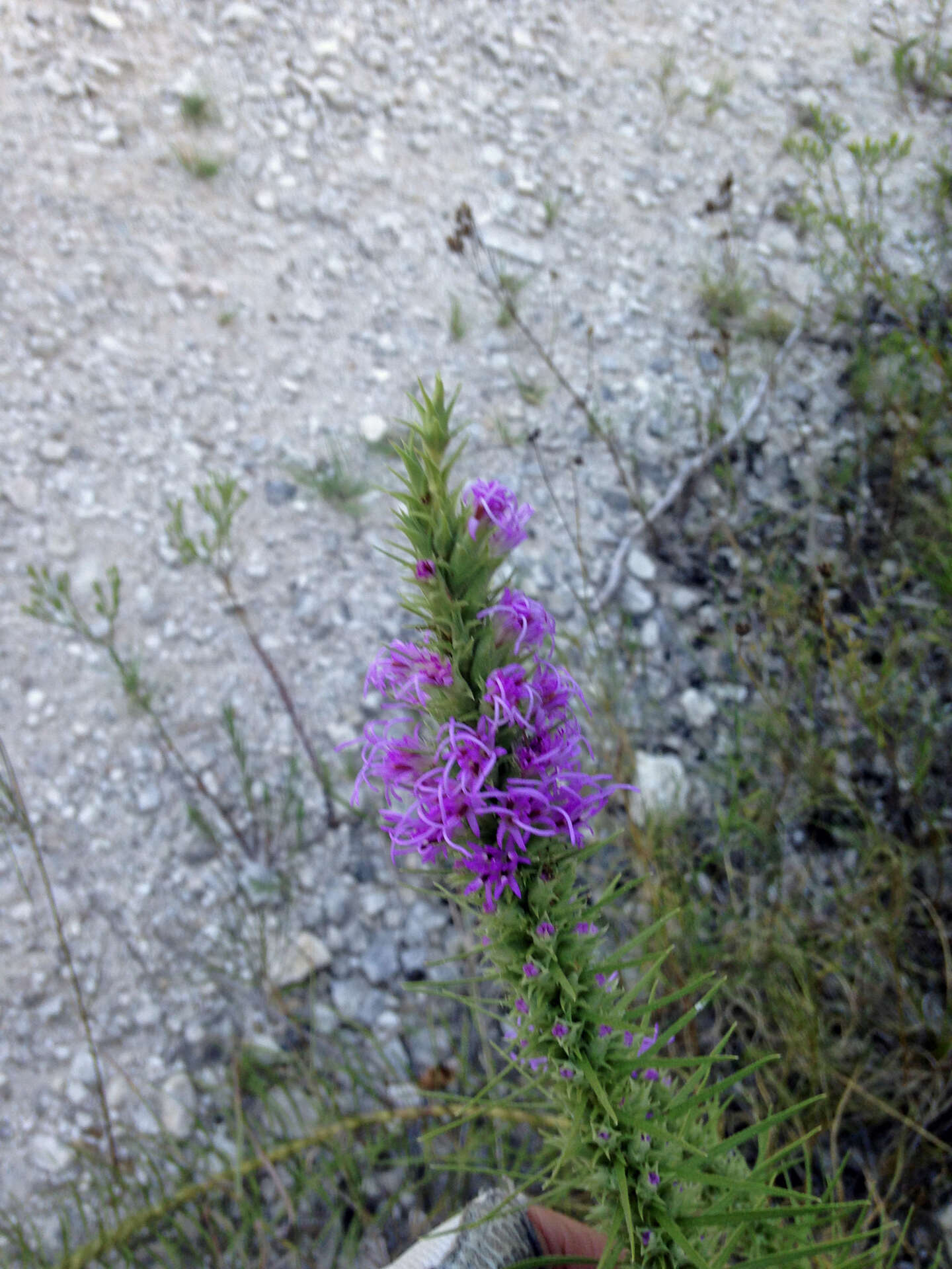 Image of cusp blazing star