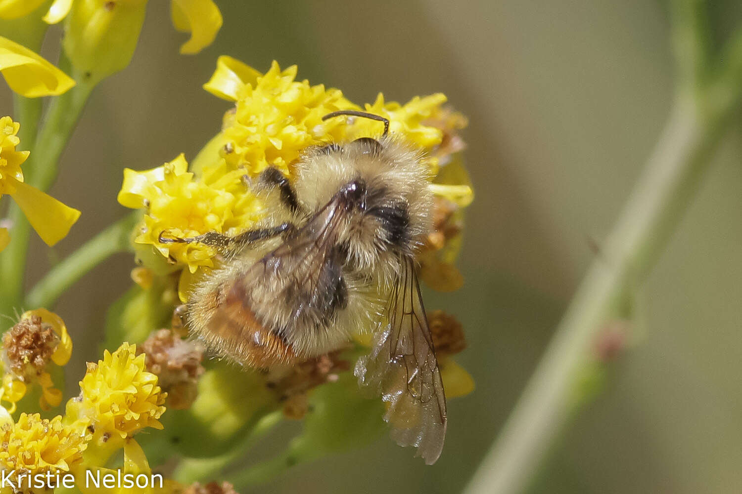 Sivun Bombus centralis Cresson 1864 kuva