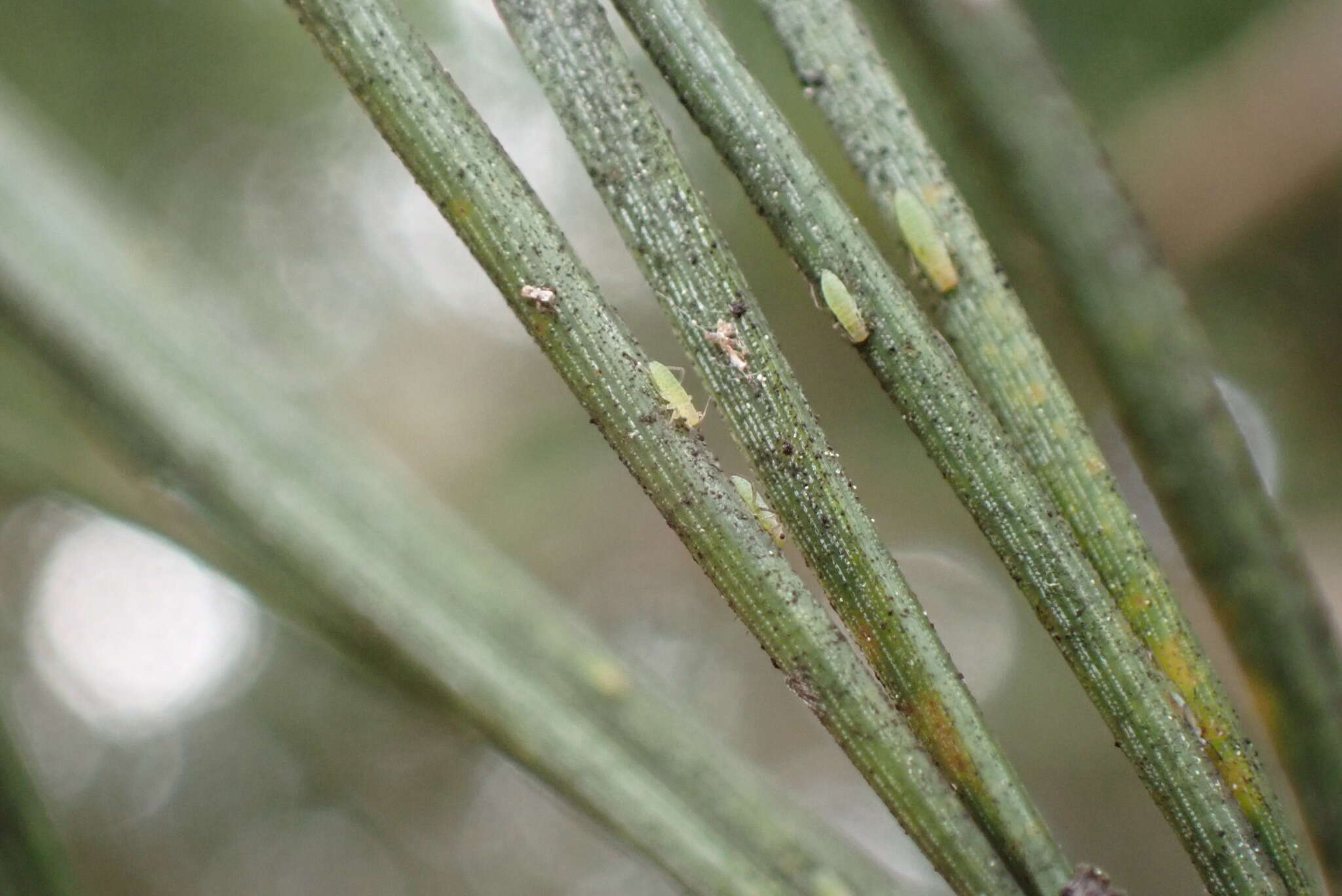 صورة Essigella (Essigella) californica (Essig 1909)