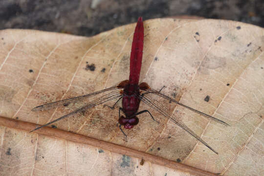 Image of Erythemis mithroides (Brauer 1900)