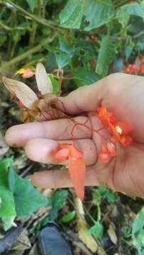 Image of Begonia rossmanniae A. DC.