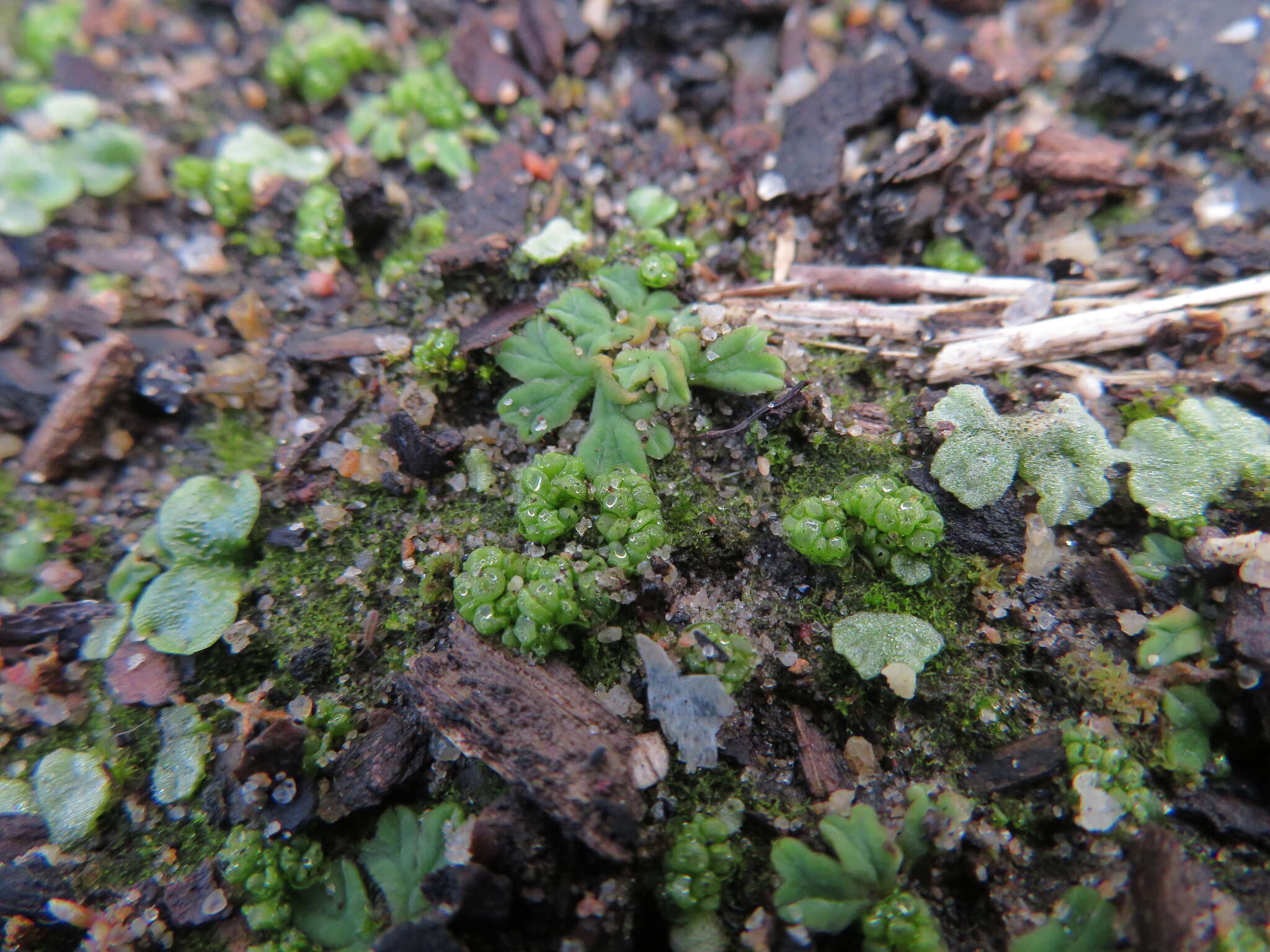 Image of Riccia crystallina L.