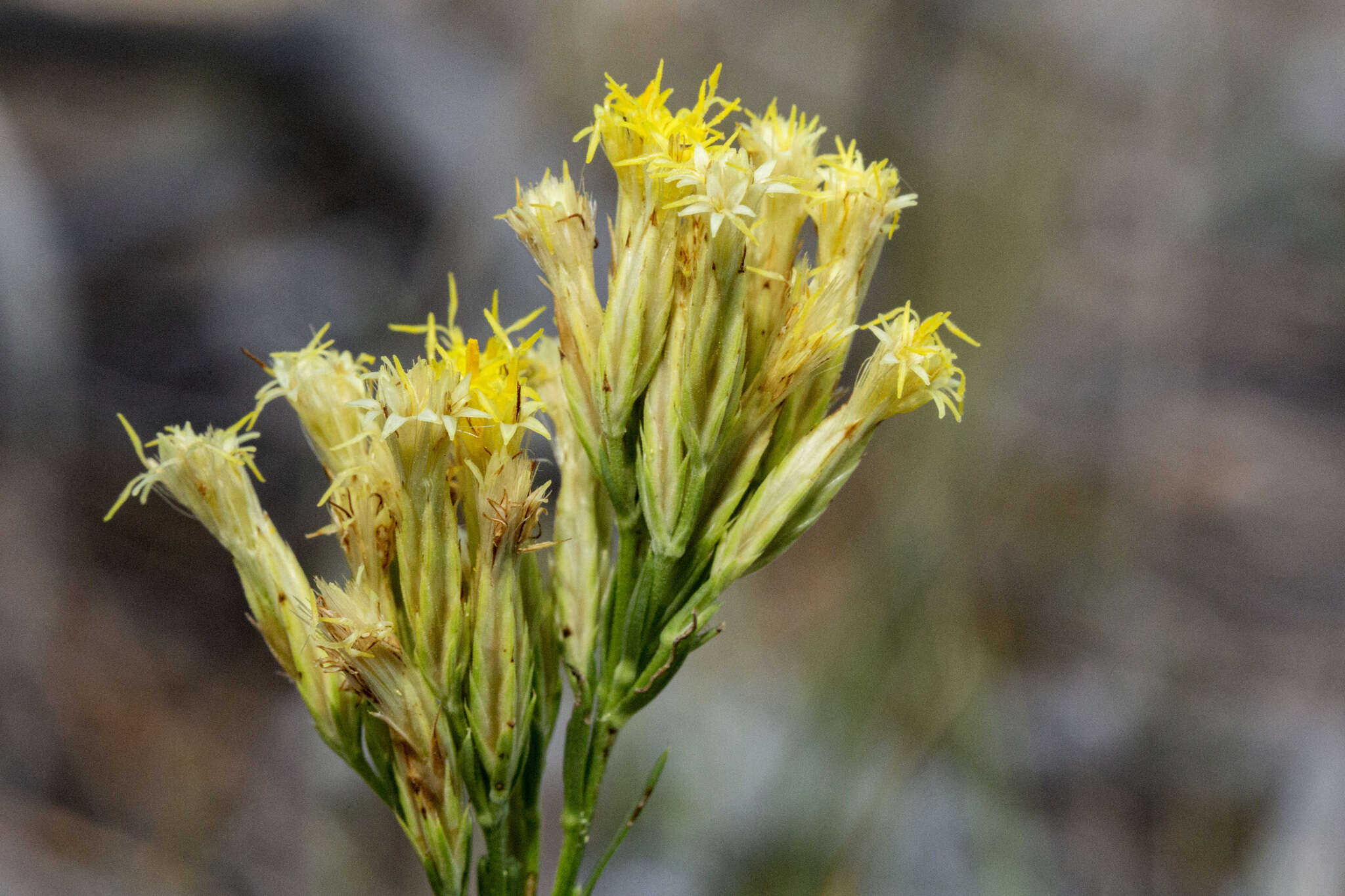 Imagem de Chrysothamnus depressus Nutt.