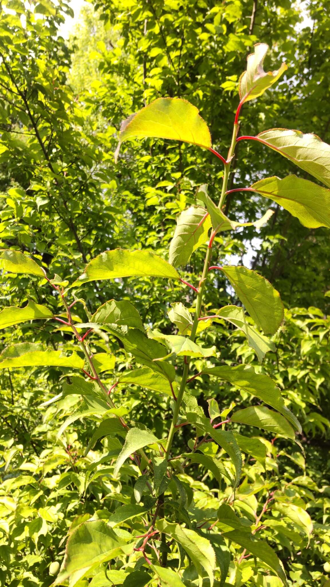 Image of Chinese plum