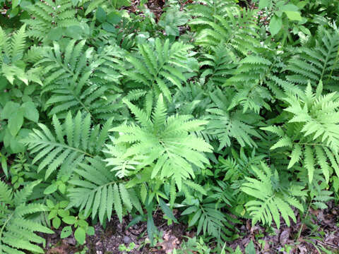 Image of sensitive fern