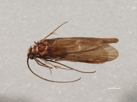 539.umnec rbcad 2115 1231449410 jpg.580x360