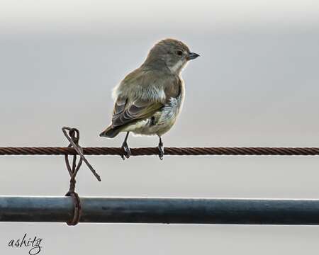 Image of Thick-billed Flowerpecker