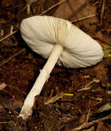 Leucoagaricus rubrotinctus (Peck) Singer 1948 resmi