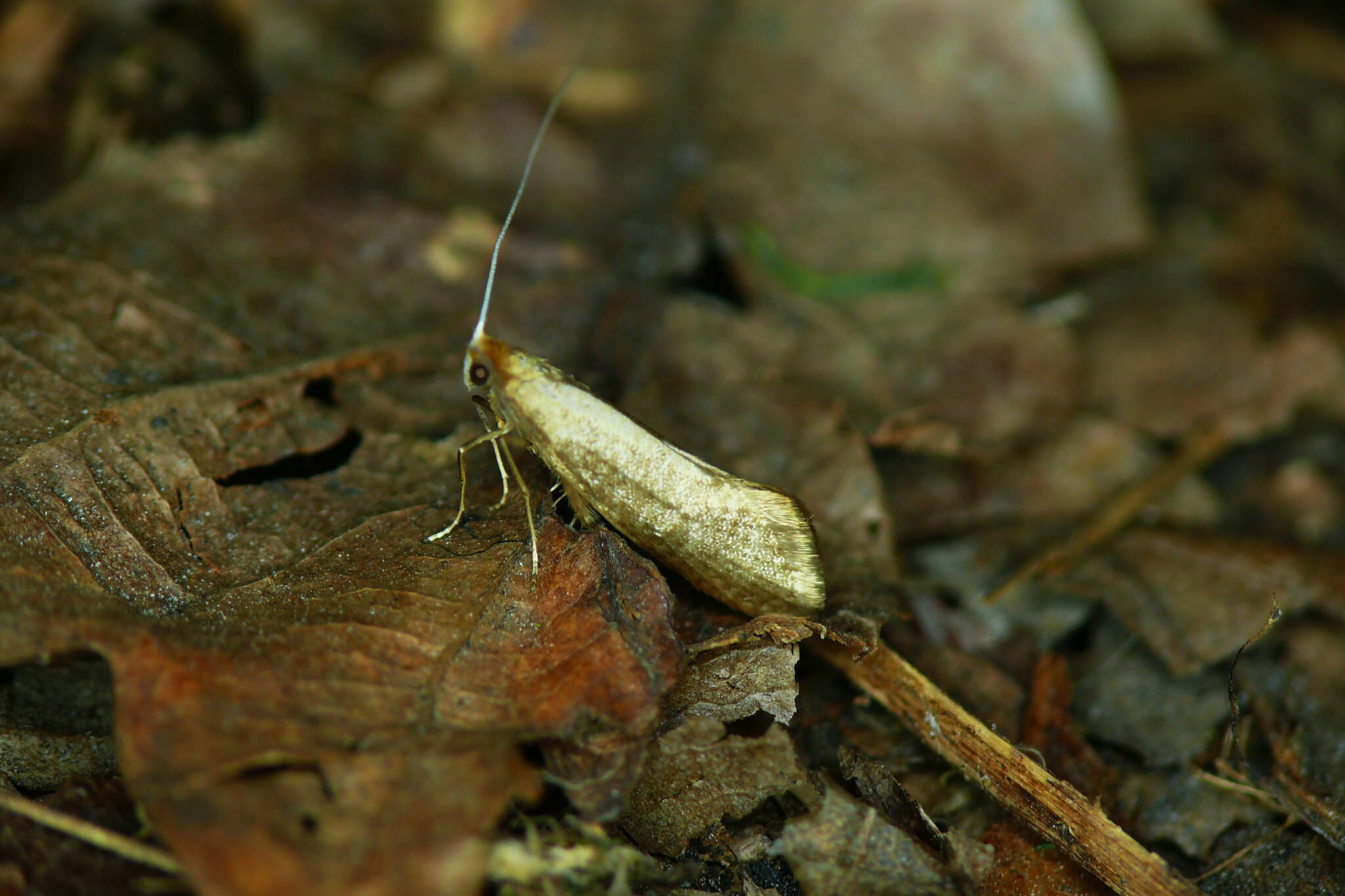 Imagem de Nematopogon swammerdamella Linnaeus 1758