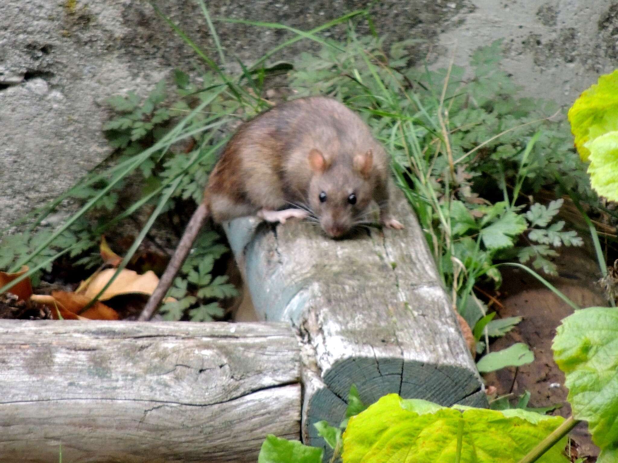 Image of Brown Rat