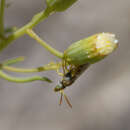 Pseudagapostemon singularis Jörgensen 1912的圖片