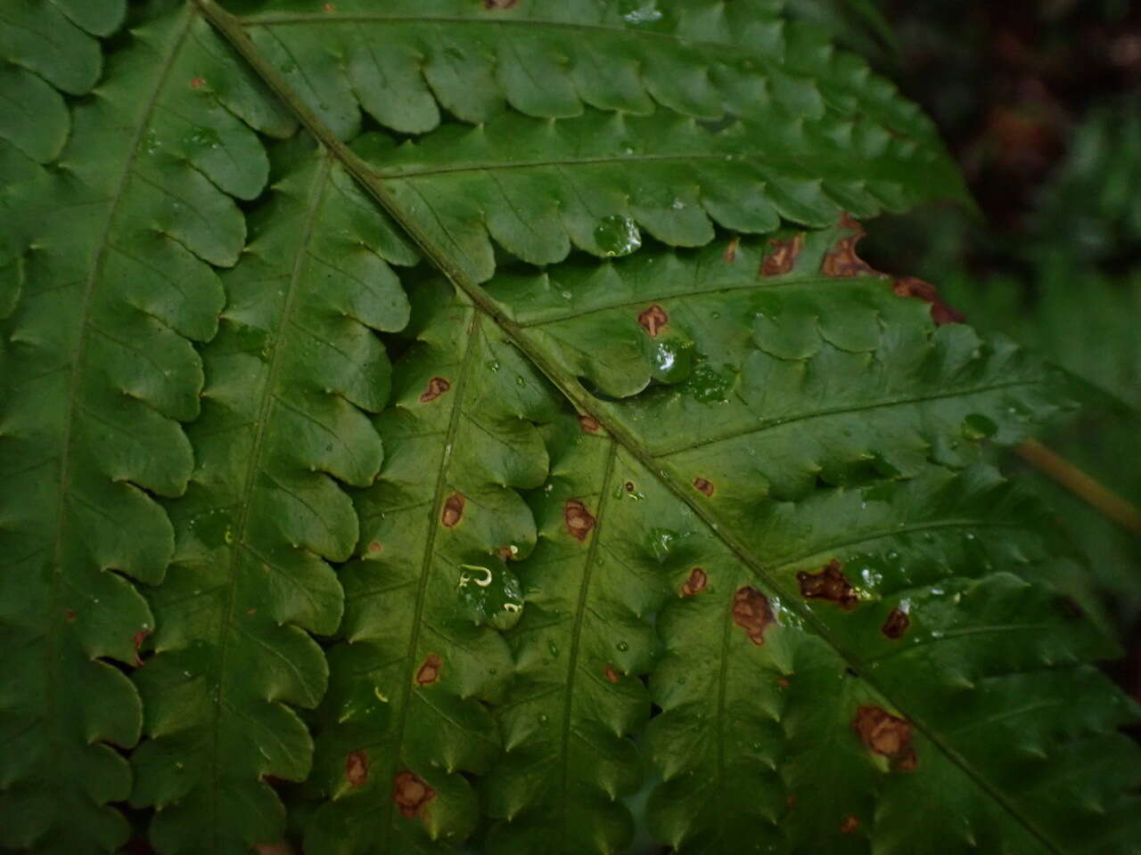 Sivun Pleocnemia cumingiana C. Presl kuva