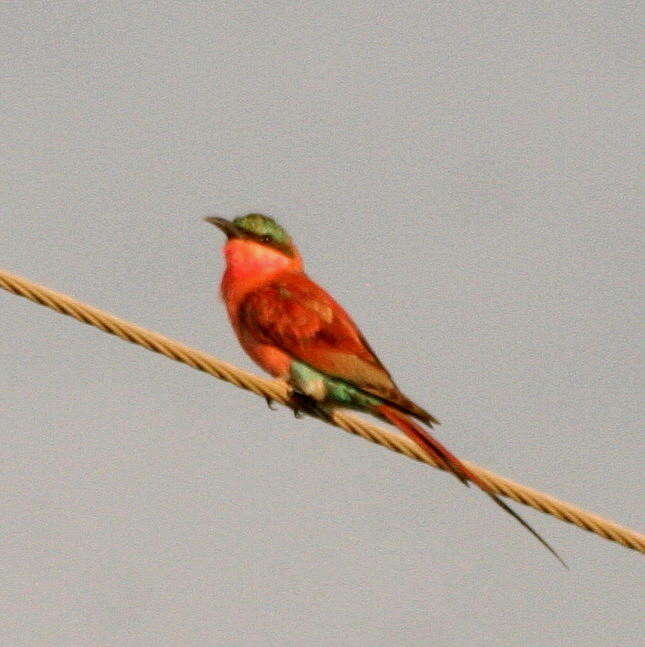 Imagem de Merops nubicoides Des Murs & Pucheran 1846