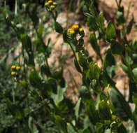 Image of Senecio doriiformis DC.