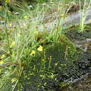 Image de Utricularia recta P. Taylor