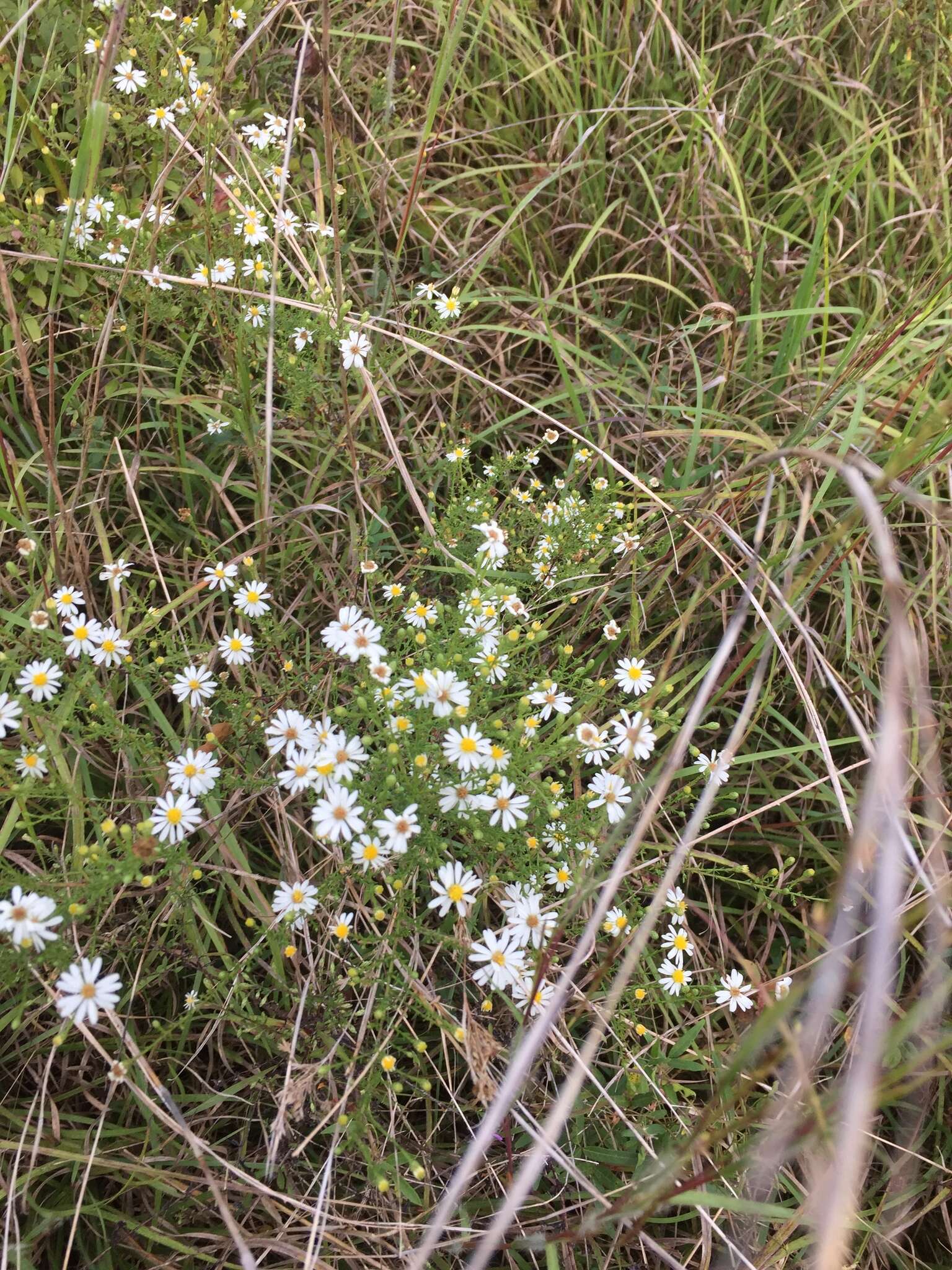 Image of <i>Symphyotrichum <i>dumosum</i></i> var. dumosum