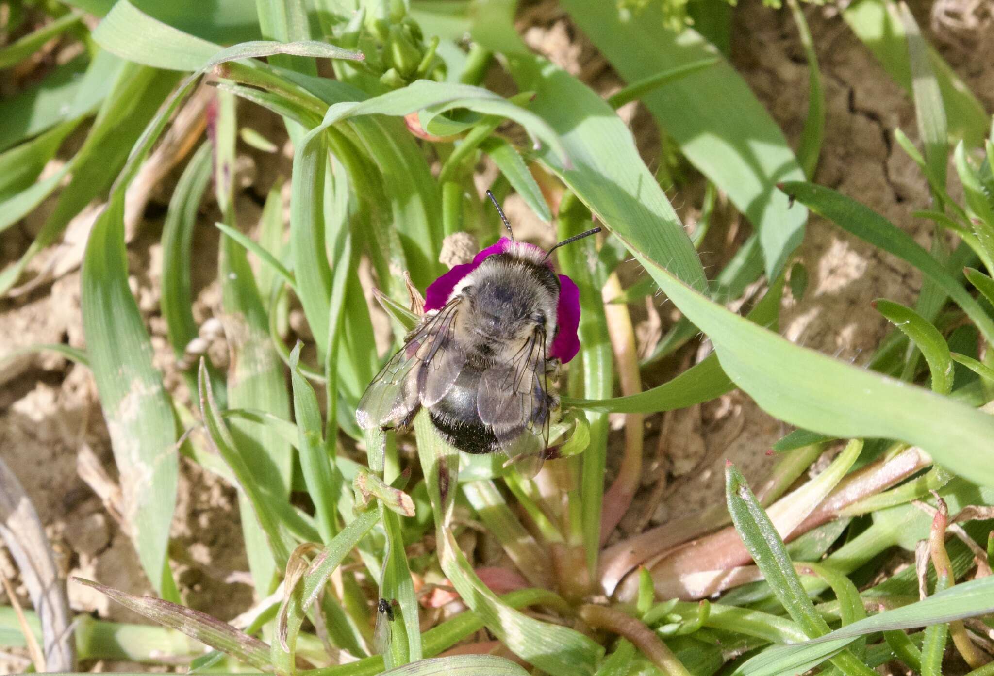 Слика од Anthophora edwardsii Cresson 1879