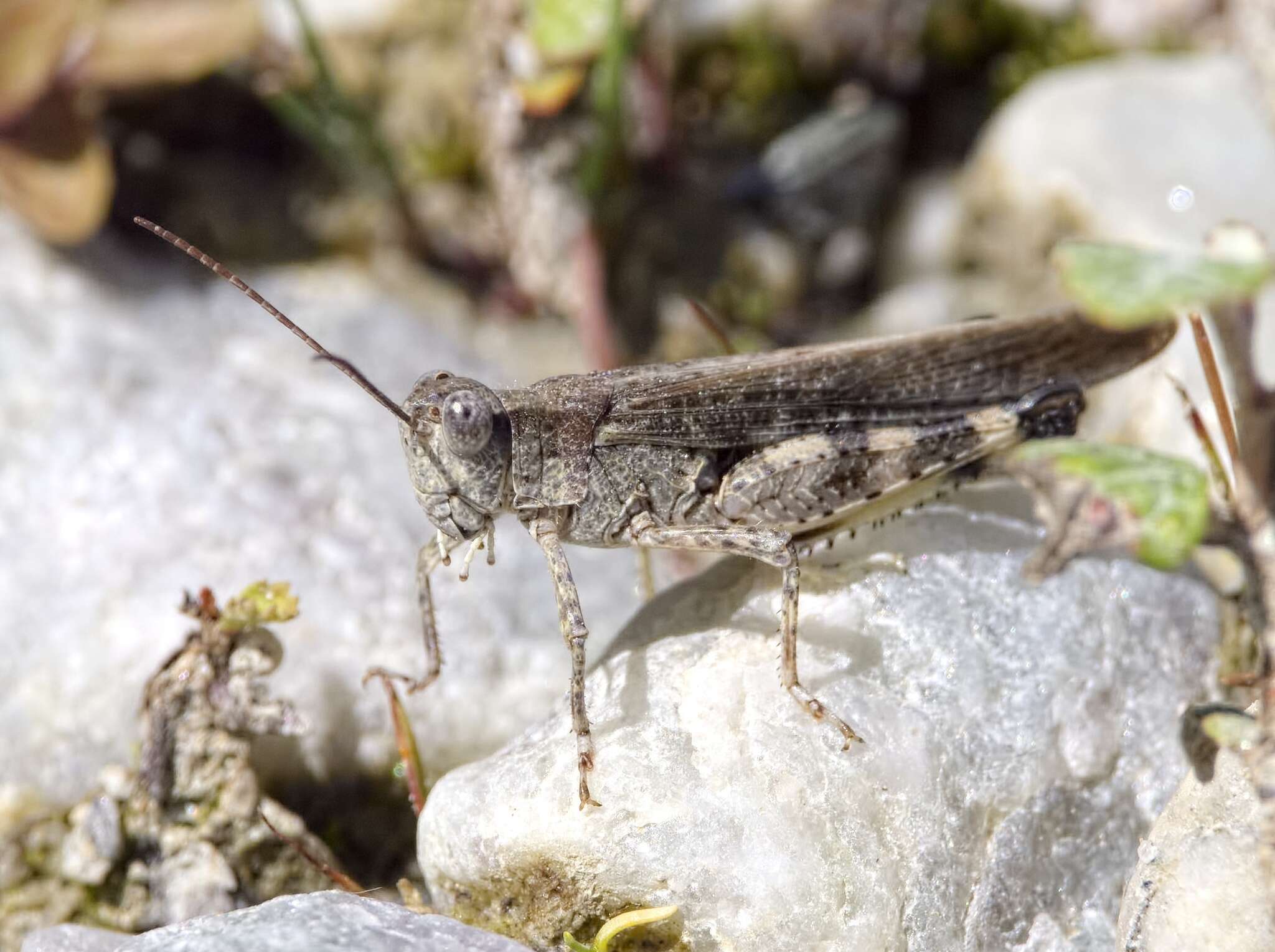 Epacromius tergestinus ponticus (Karny 1907) resmi