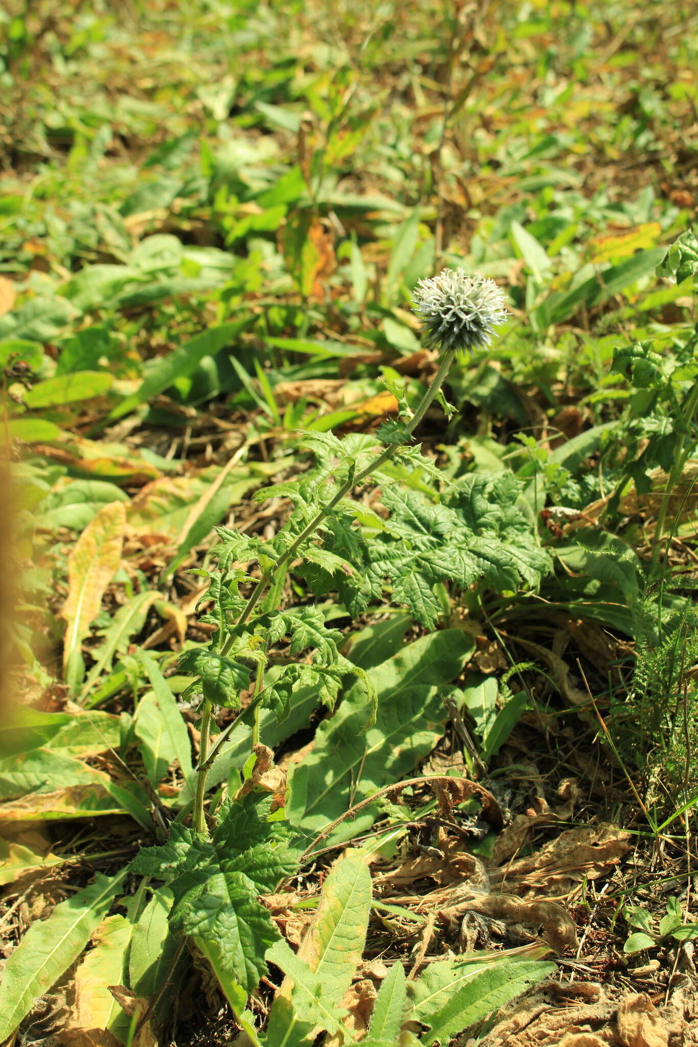 Echinops sphaerocephalus L. resmi