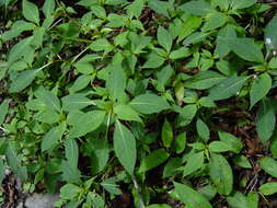 Image of Impatiens devolii T. C. Huang