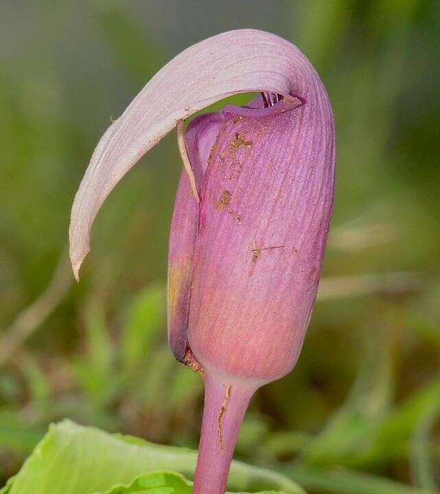 Image of Arisaema murrayi var. sonubeniae P. Tetali, Punekar & Lakshmin.