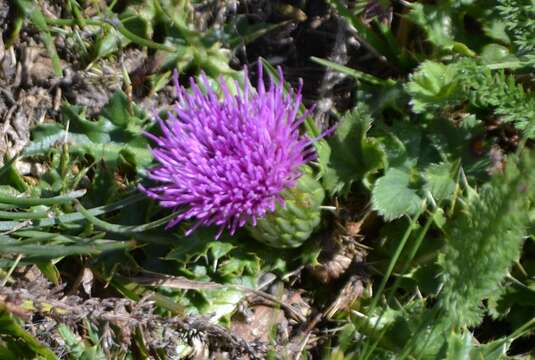 Image of dwarf thistle