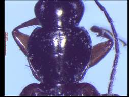 Sivun Agonum (Europhilus) sordens Kirby 1837 kuva