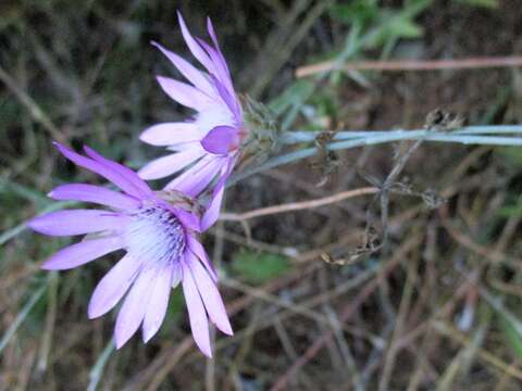 Xeranthemum annuum L. resmi