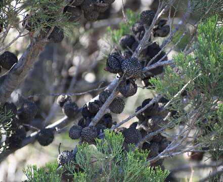 Imagem de Callitris verrucosa (A. Cunn. ex Endl.) F. Muell.