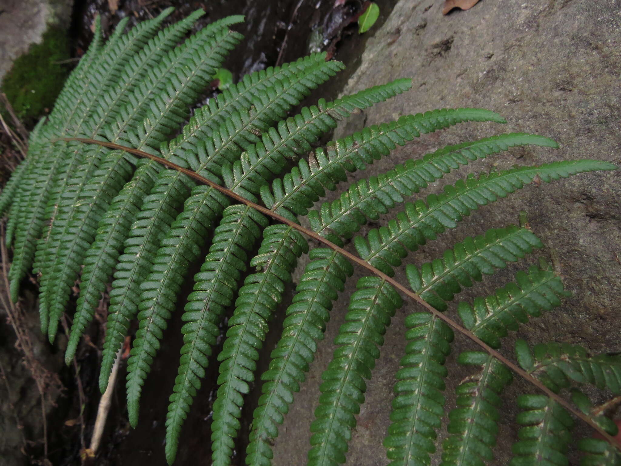 Image of Amauropelta argentina (Hieron.) Salino & T. E. Almeida