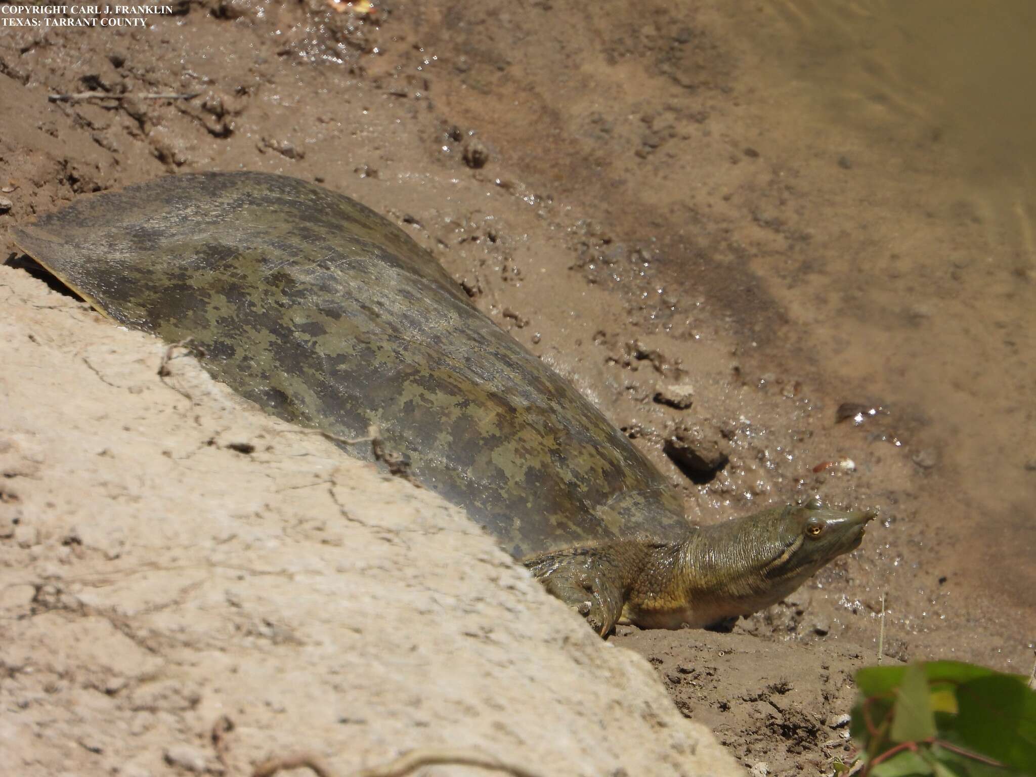 Image of Smooth Softshell Turtle