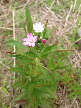 Image of fringed willowherb