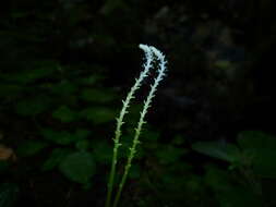 Image of Peperomia claytonioides Kunth