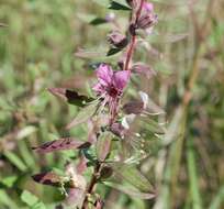 Image of Pleurophora saccocarpa Koehne