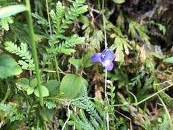 صورة Torenia asiatica L.