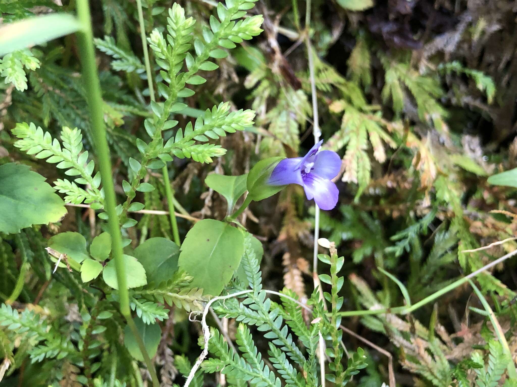 صورة Torenia asiatica L.