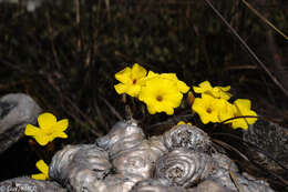 Image de Pachypodium brevicaule Baker