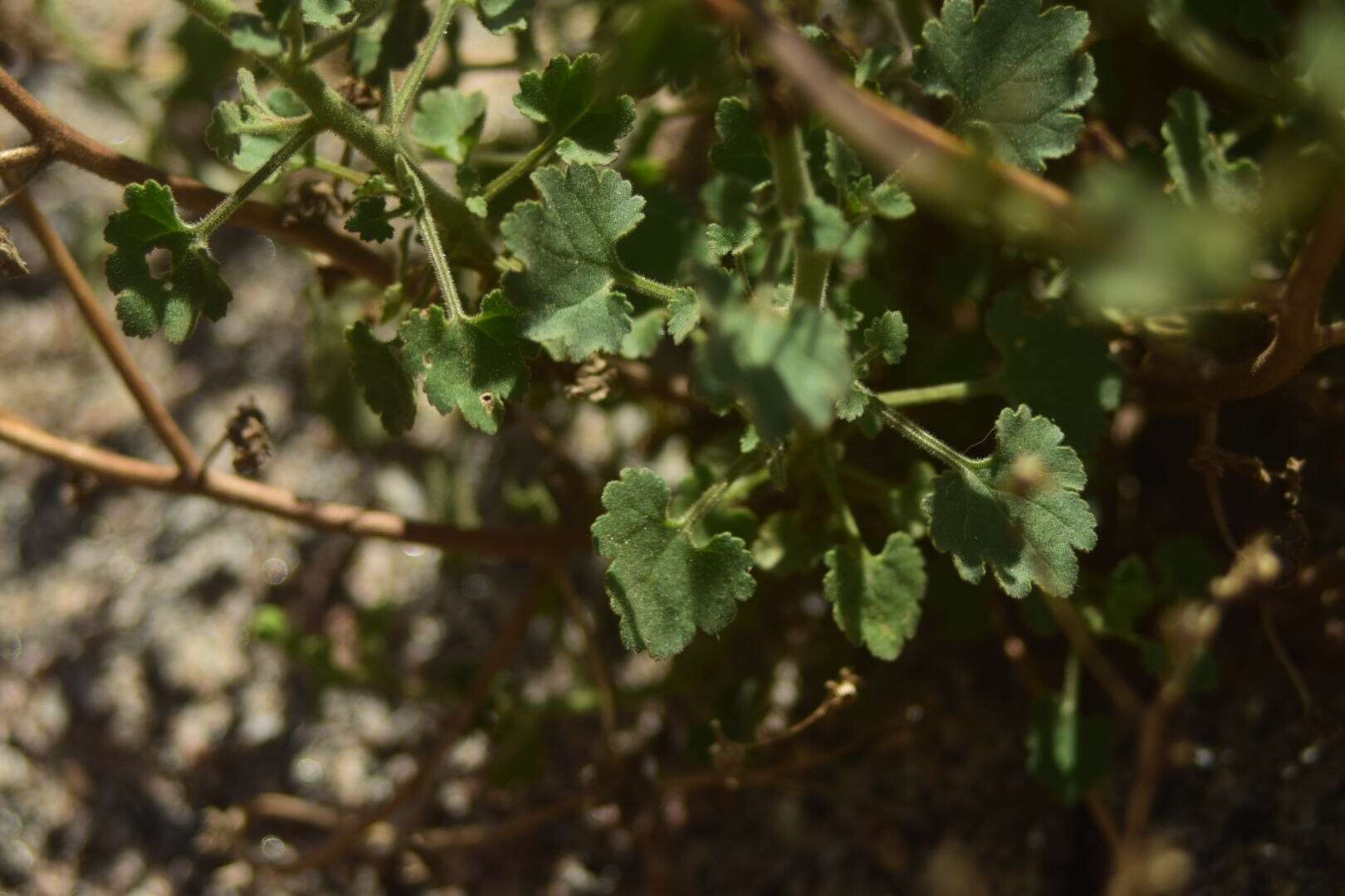Image of Amauria rotundifolia Benth.