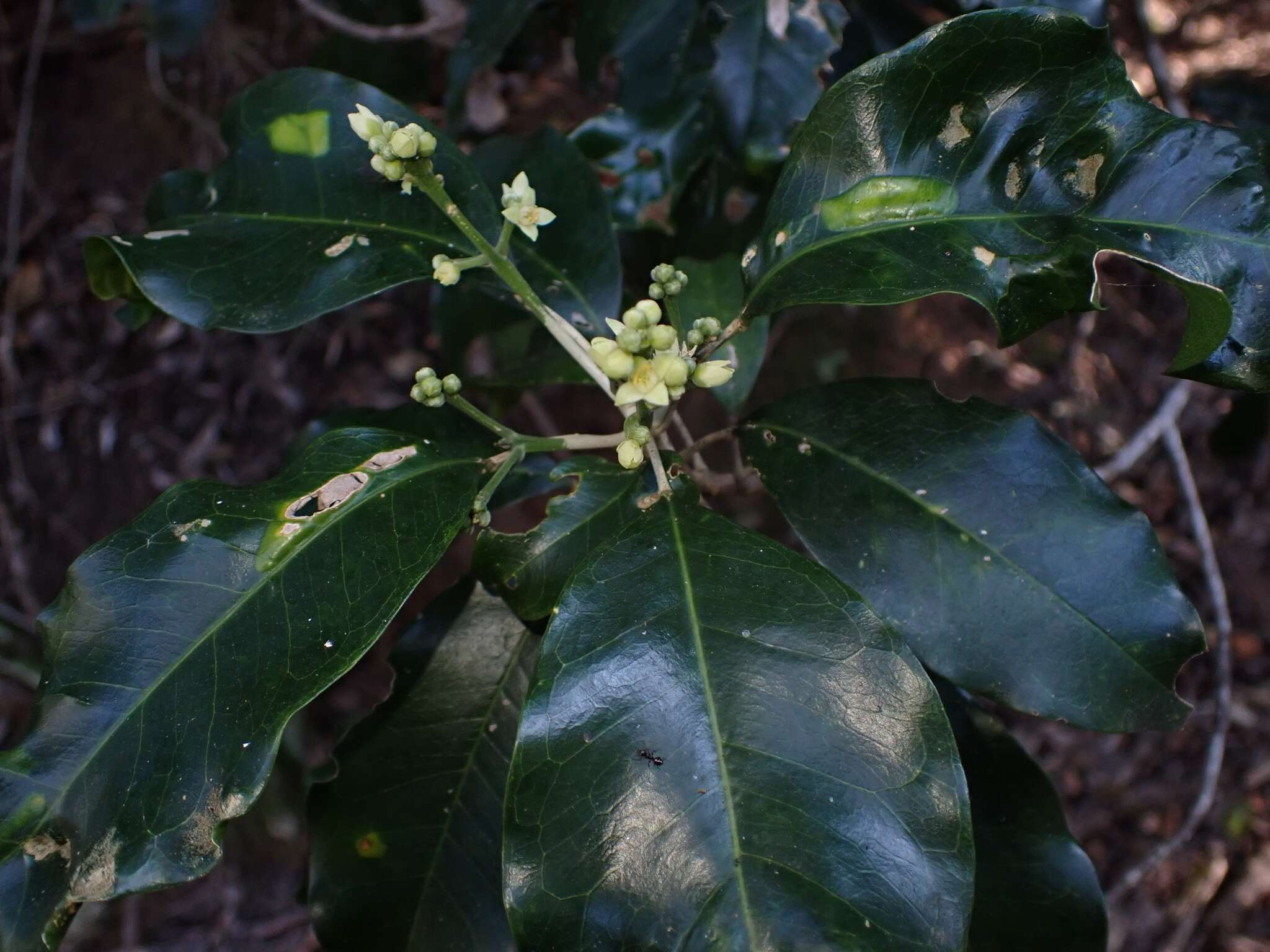 Image of Sarcomelicope simplicifolia (Endl.) T. G. Hartley