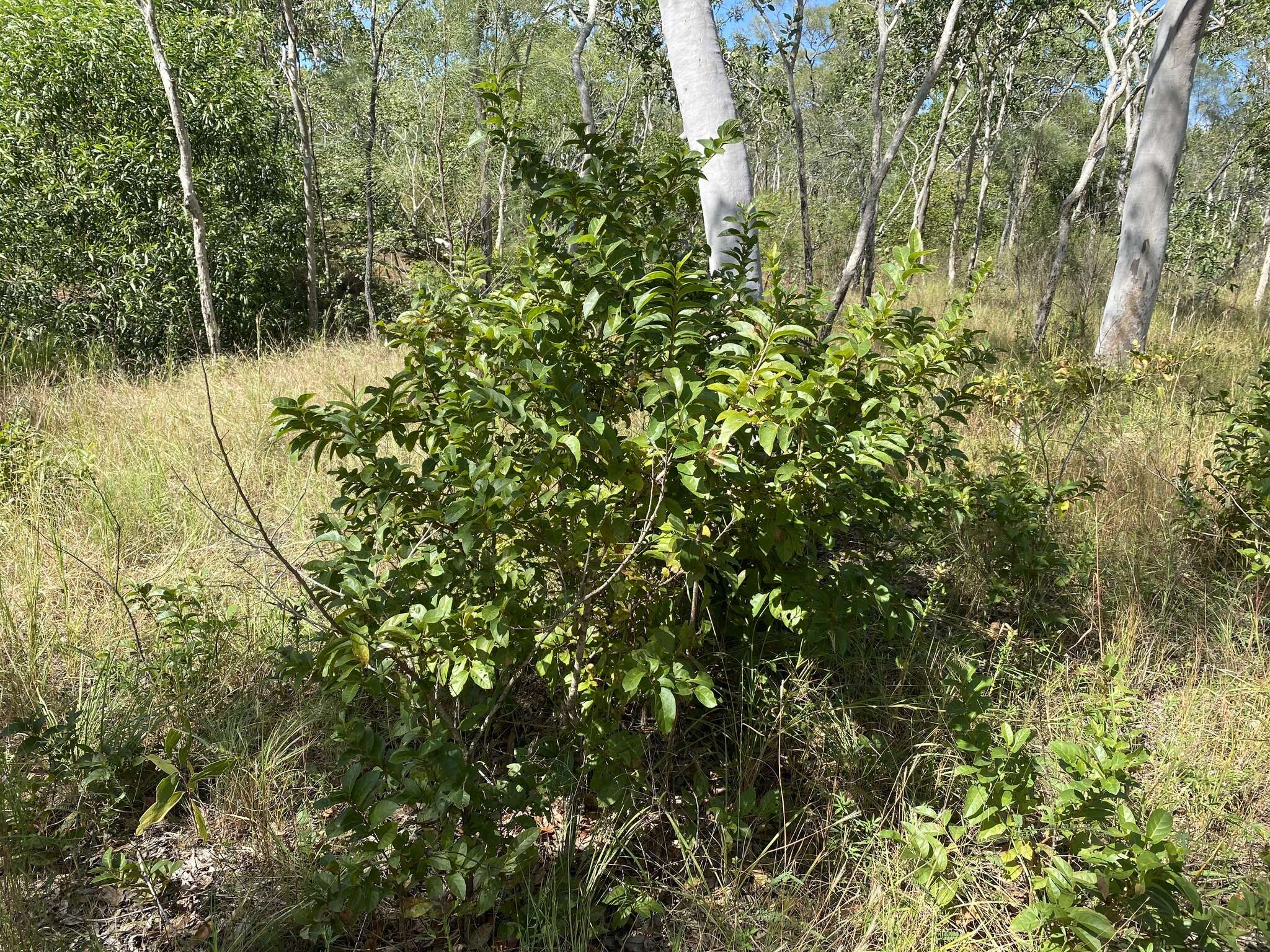 Image of Turraea pubescens Hellen.