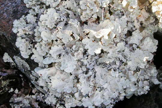 Image of golden asahinea lichen