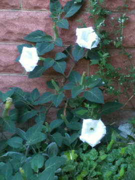 Imagem de Datura wrightii Hort. ex Regel