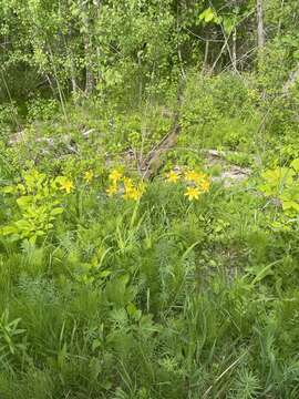 Image of lemon day-lily