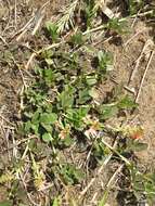 Image of Sorrel Indigo