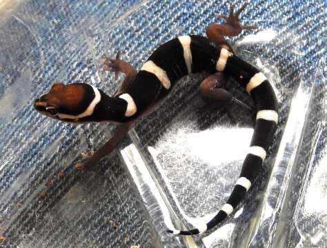 Image of Black Banded Gecko