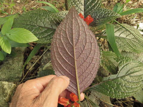 Image of squarestem